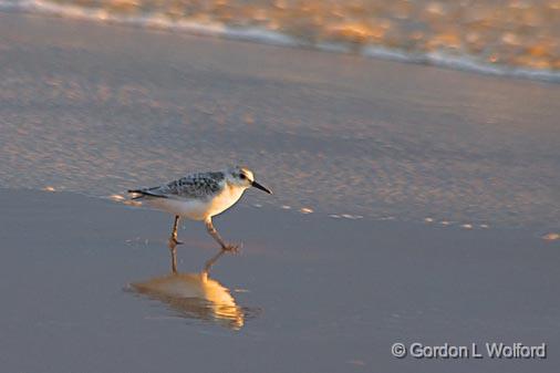 Wading Bird_23952.jpg - Description